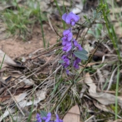 Hovea heterophylla at Tarcutta, NSW - 16 Aug 2024