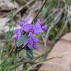 Hovea heterophylla at Tarcutta, NSW - 16 Aug 2024