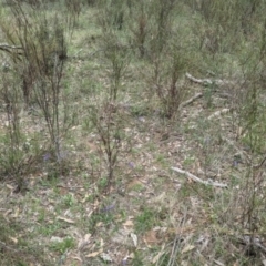 Hovea heterophylla at Tarcutta, NSW - 16 Aug 2024 12:01 PM