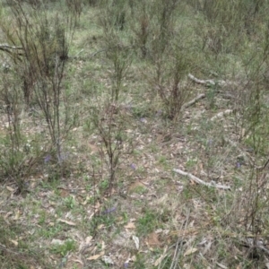 Hovea heterophylla at Tarcutta, NSW - 16 Aug 2024 12:01 PM