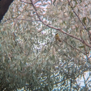 Lichenostomus melanops at Tarcutta, NSW - 16 Aug 2024