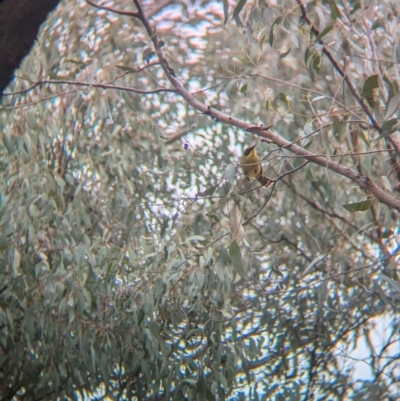 Lichenostomus melanops (Yellow-tufted Honeyeater) at Tarcutta, NSW - 16 Aug 2024 by Darcy