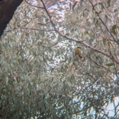 Lichenostomus melanops at Tarcutta, NSW - 16 Aug 2024