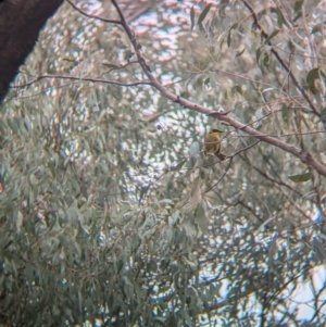 Lichenostomus melanops at Tarcutta, NSW - 16 Aug 2024