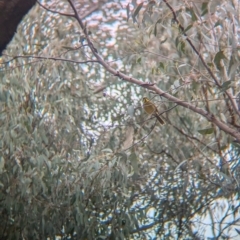 Lichenostomus melanops at Tarcutta, NSW - 16 Aug 2024 12:14 PM