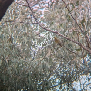 Lichenostomus melanops at Tarcutta, NSW - 16 Aug 2024 12:14 PM
