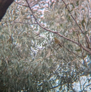 Lichenostomus melanops at Tarcutta, NSW - 16 Aug 2024