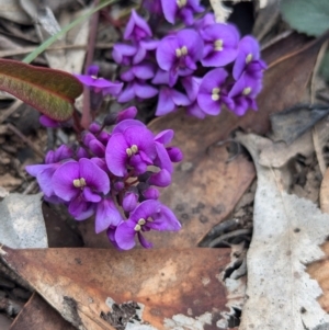 Hardenbergia violacea at Tarcutta, NSW - 16 Aug 2024