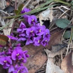 Hardenbergia violacea at Tarcutta, NSW - 16 Aug 2024