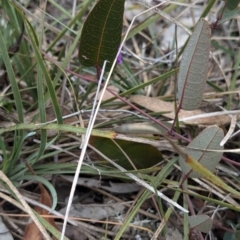 Hardenbergia violacea at Tarcutta, NSW - 16 Aug 2024 12:18 PM