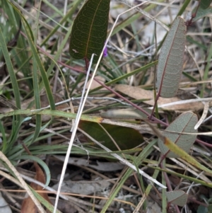 Hardenbergia violacea at Tarcutta, NSW - 16 Aug 2024