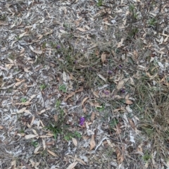 Hardenbergia violacea at Tarcutta, NSW - 16 Aug 2024