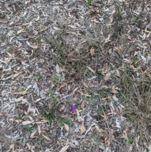 Hardenbergia violacea at Tarcutta, NSW - 16 Aug 2024 12:18 PM
