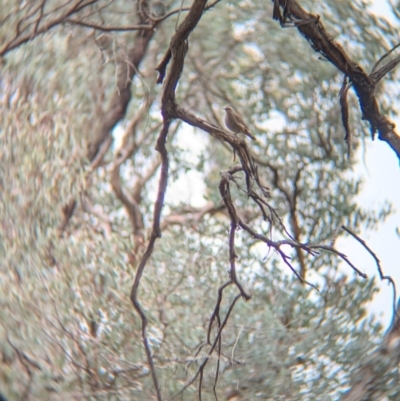 Climacteris picumnus victoriae (Brown Treecreeper) at Tarcutta, NSW - 16 Aug 2024 by Darcy