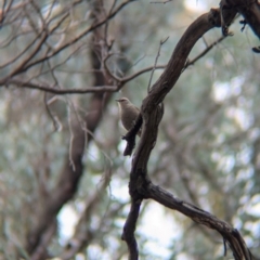 Climacteris picumnus victoriae at Tarcutta, NSW - 16 Aug 2024