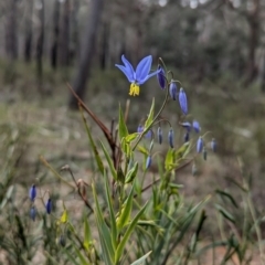 Stypandra glauca (Nodding Blue Lily) at Tarcutta, NSW - 16 Aug 2024 by Darcy