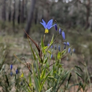 Stypandra glauca at Tarcutta, NSW - 16 Aug 2024 12:40 PM