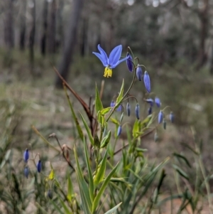 Stypandra glauca at Tarcutta, NSW - 16 Aug 2024