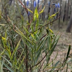 Stypandra glauca at Tarcutta, NSW - 16 Aug 2024