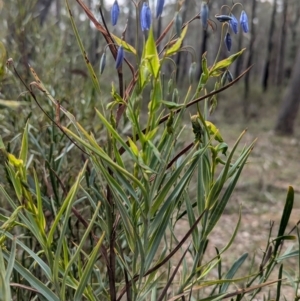 Stypandra glauca at Tarcutta, NSW - 16 Aug 2024 12:40 PM