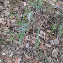 Stypandra glauca at Tarcutta, NSW - 16 Aug 2024