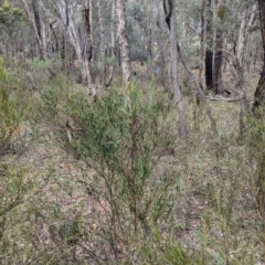 Stypandra glauca at Tarcutta, NSW - 16 Aug 2024