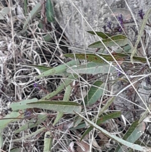 Hardenbergia violacea at Kambah, ACT - 11 Aug 2024