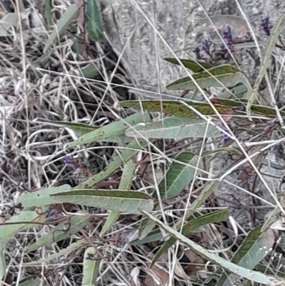 Hardenbergia violacea (False Sarsaparilla) at Kambah, ACT - 11 Aug 2024 by Venture