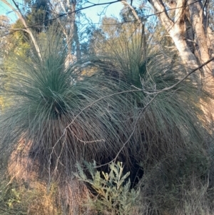 Xanthorrhoea glauca subsp. angustifolia at Kambah, ACT - suppressed