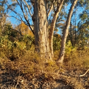 Eucalyptus nortonii at Kambah, ACT - 11 Aug 2024