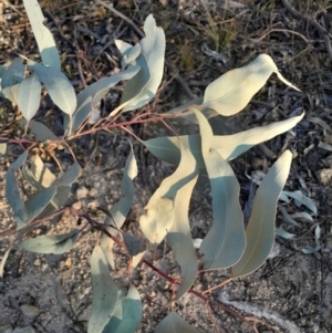 Eucalyptus nortonii at Kambah, ACT - 11 Aug 2024