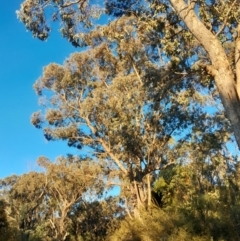 Eucalyptus nortonii at Kambah, ACT - 11 Aug 2024 04:46 PM