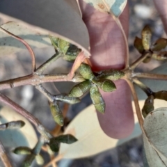 Eucalyptus nortonii at Kambah, ACT - 11 Aug 2024