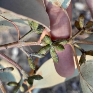 Eucalyptus nortonii at Kambah, ACT - 11 Aug 2024