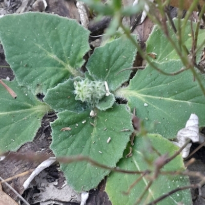 Cymbonotus sp. (preissianus or lawsonianus) (Bears Ears) at Kambah, ACT - 11 Aug 2024 by Venture