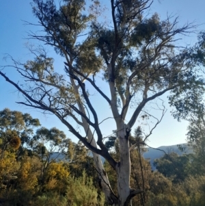 Eucalyptus rubida subsp. rubida at Kambah, ACT - 11 Aug 2024