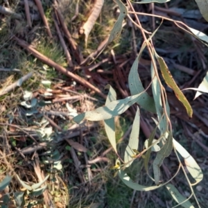 Eucalyptus rubida subsp. rubida at Kambah, ACT - 11 Aug 2024