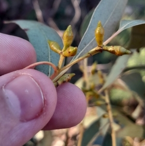 Eucalyptus rubida subsp. rubida at Kambah, ACT - 11 Aug 2024