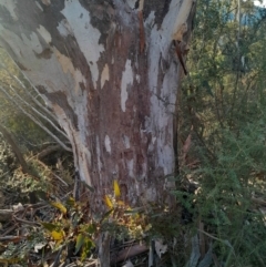 Eucalyptus rubida subsp. rubida at Kambah, ACT - 11 Aug 2024