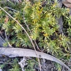 Astroloma humifusum (Cranberry Heath) at Kambah, ACT - 11 Aug 2024 by Venture