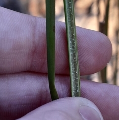 Juncus australis at Kambah, ACT - 11 Aug 2024 04:24 PM