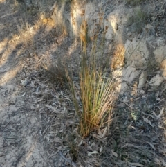 Juncus australis at Kambah, ACT - 11 Aug 2024 04:24 PM