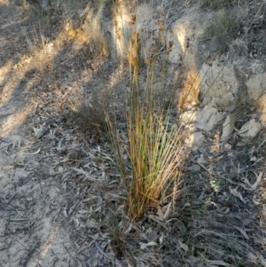 Juncus australis at Kambah, ACT - 11 Aug 2024