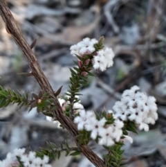 Leucopogon attenuatus (Small-leaved Beard Heath) at Kambah, ACT - 11 Aug 2024 by Venture