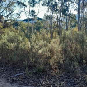 Cassinia longifolia at Kambah, ACT - 11 Aug 2024