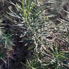 Cassinia longifolia at Kambah, ACT - 11 Aug 2024 04:21 PM