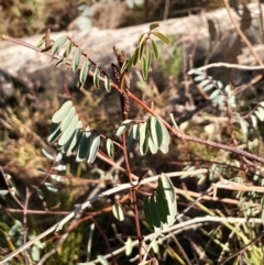 Indigofera australis subsp. australis (Australian Indigo) at Kambah, ACT - 11 Aug 2024 by Venture