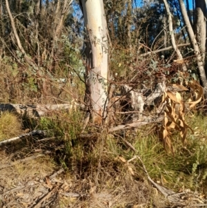 Indigofera australis subsp. australis at Kambah, ACT - 11 Aug 2024