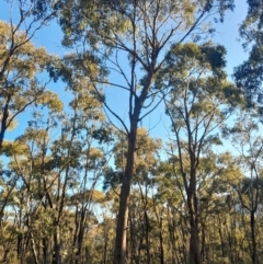 Eucalyptus bridgesiana (Apple Box) at Kambah, ACT - 11 Aug 2024 by Venture