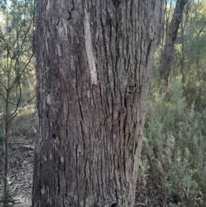 Eucalyptus bridgesiana at Kambah, ACT - 11 Aug 2024 04:15 PM